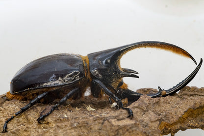 LARVAE: Neptune rhinoceros beetle  (Dynastes neptunus)