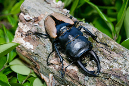 LARVAE: Indian glossy stag beetle (Odontolabis burmeisteri)