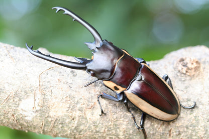 LARVAE: Bison stag beetle ( Prosopocoilus bison cinctus)