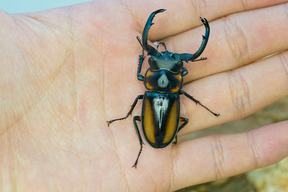 ADULTS:  Speciosus stag beetle  (Rhaetulus crenatus speciosus)