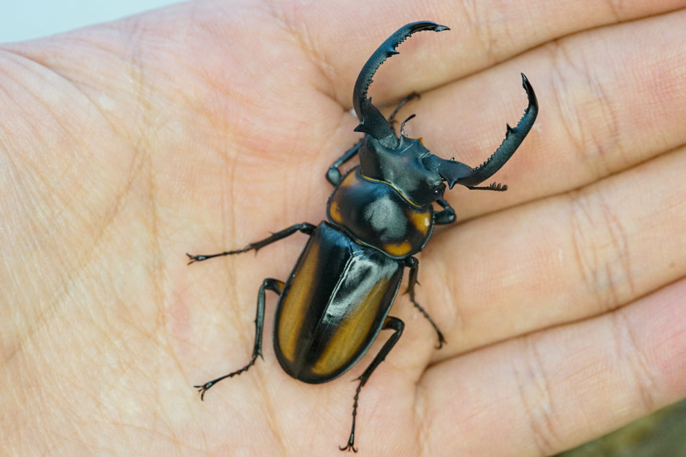 ADULTS:  Speciosus stag beetle  (Rhaetulus crenatus speciosus)