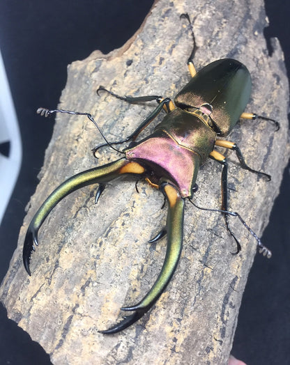 LARVAE: Elephant Stag Beetle (Cyclommatus elaphus)