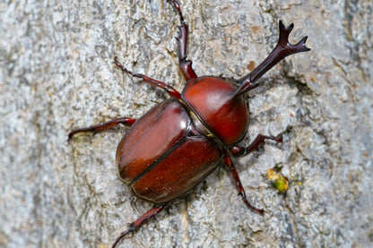 ADULTS: Japanese Rhino Beetle (Trypoxylus dichotoma)
