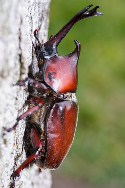 ADULTS: Japanese Rhino Beetle (Trypoxylus dichotoma)
