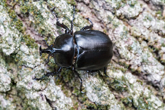 ADULTS: Davidis rhino beetle (Xyloscoptes davids)