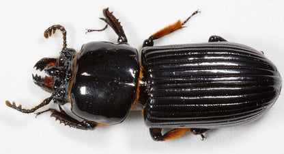 Bess beetles
