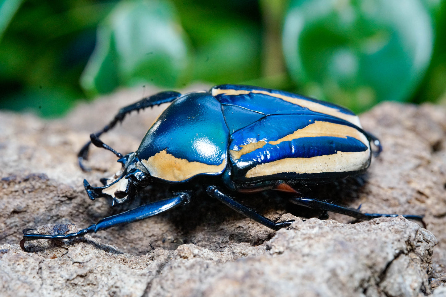LARVAE: Blue Derby's flower beetle (Dicronorhina derbyana)