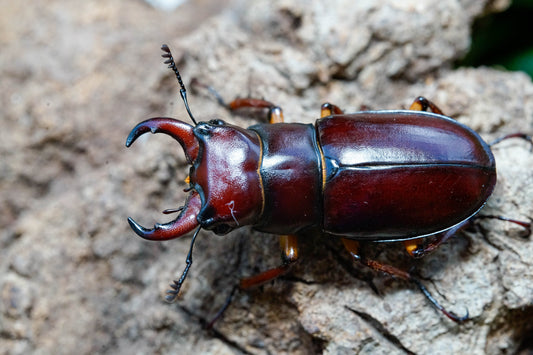 LARVAE: Reddish-brown stag beetle (Lucanus capreolus)