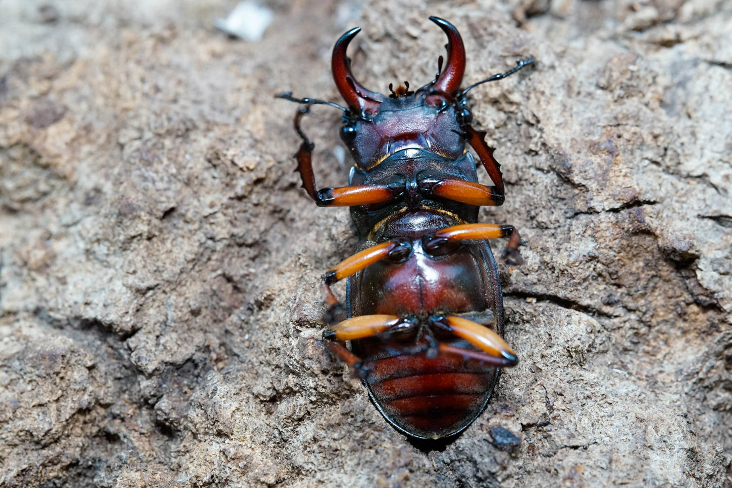 LARVAE: Reddish-brown stag beetle (Lucanus capreolus)