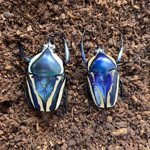 LARVAE: Blue Derby's flower beetle (Dicronorhina derbyana)
