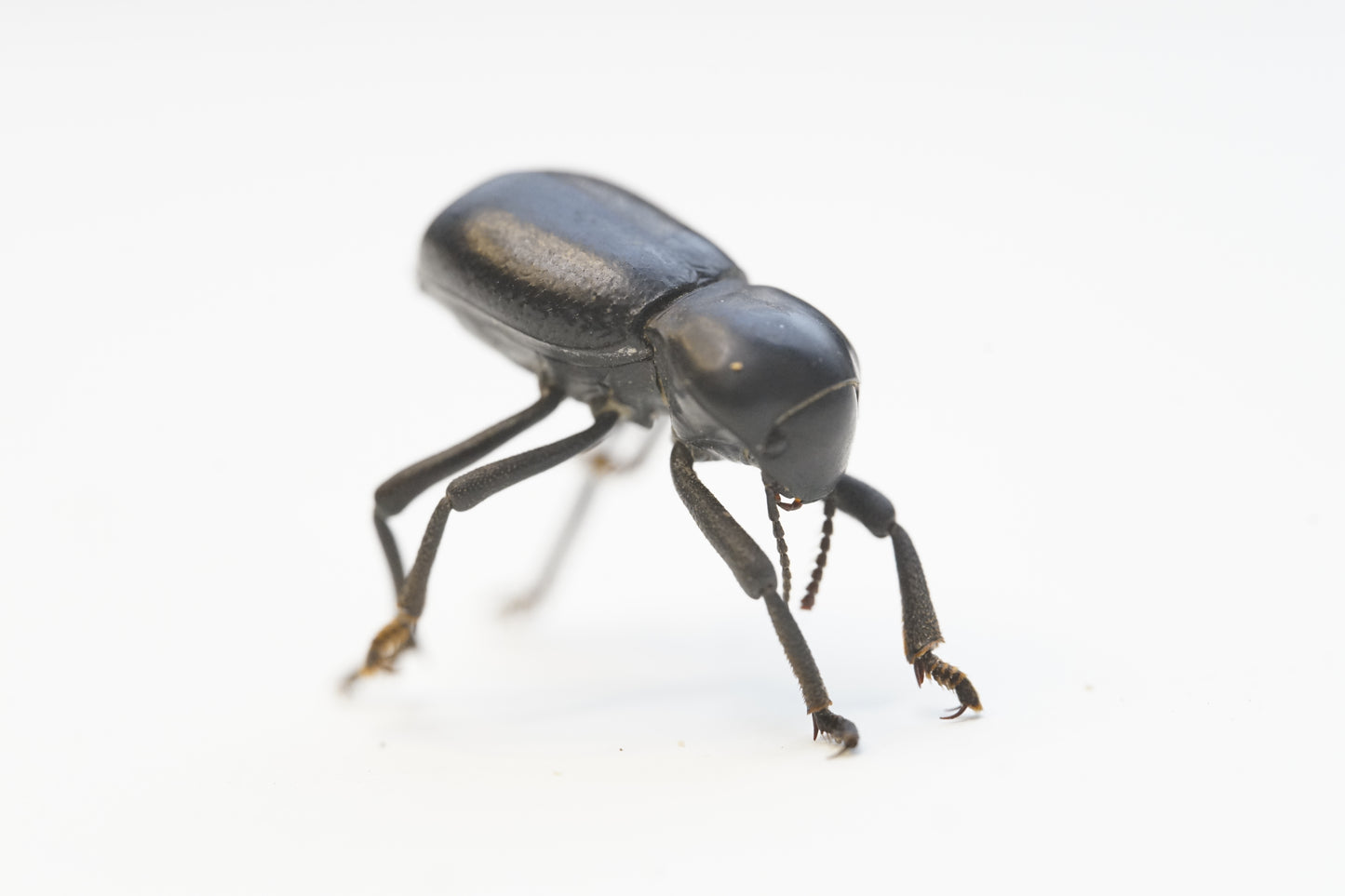 Smooth death feigning beetle