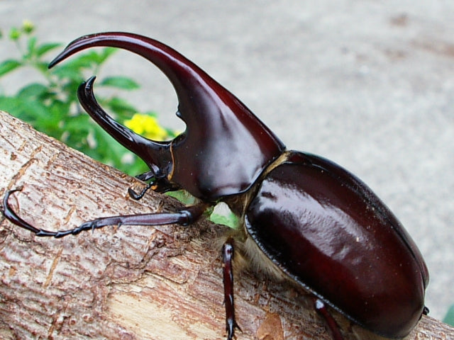 LARVAE: Flores rhinoceros beetle (Xylotrupes florensis)