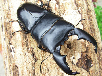 ADULTS: Dorcus titanus (Dorcus titanus yasuokai)