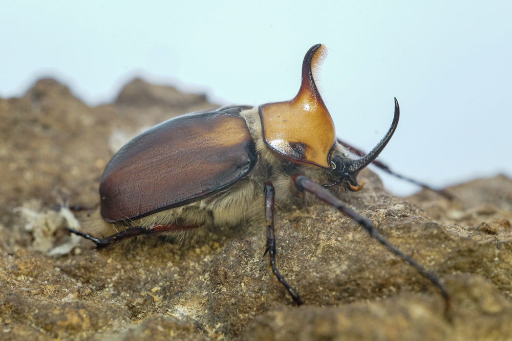 ADULTS: Aegeon beetle  (Golofa aegeon)