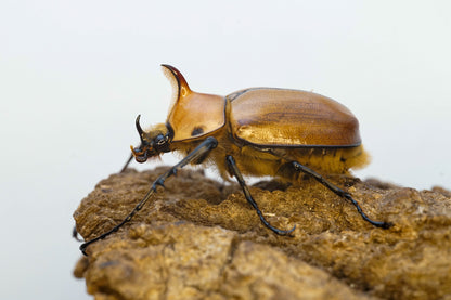 ADULTS: Aegeon beetle  (Golofa aegeon)