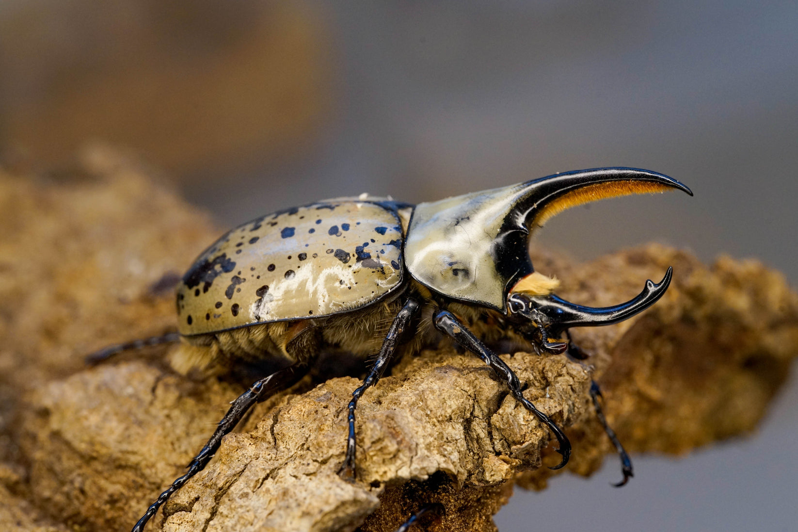 Western Hercules beetle (Dynastes grantii) larvae for sale David's