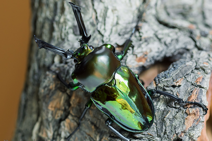 LARVAE: Green Rainbow stag beetle  (Phalacrognathus muelleri)