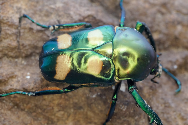 ADULTS: Four spot flower beetle (Jumnos ruckeri)