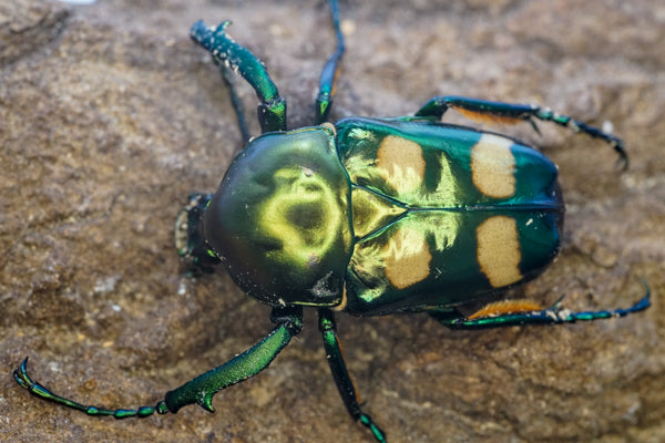 LARVAE: Tarandus stag beetle (Mesotopus tarandus) – David's Beetles