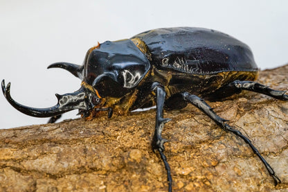 LARVAE: Mars elephant beetle (Megasoma mars)