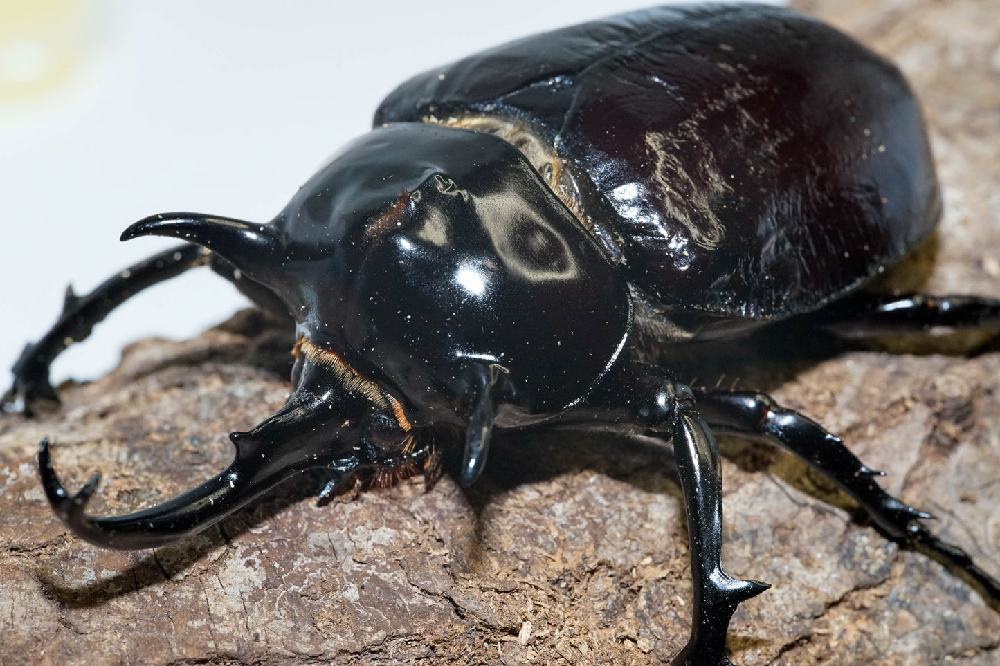 ADULTS: Mars rhino beetle  (Megasoma mars)