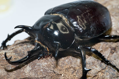 LARVAE: Mars elephant beetle (Megasoma mars)