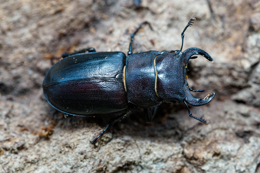 LARVAE: Cottonwood stag beetle (Lucanus mazama)