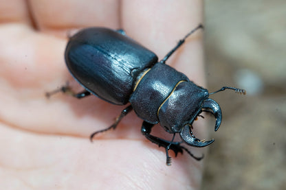 LARVAE: Cottonwood stag beetle (Lucanus mazama)