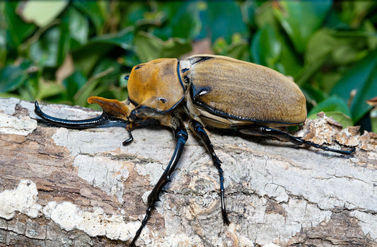 ADULTS: Elephant beetle  (Megasoma elephas)