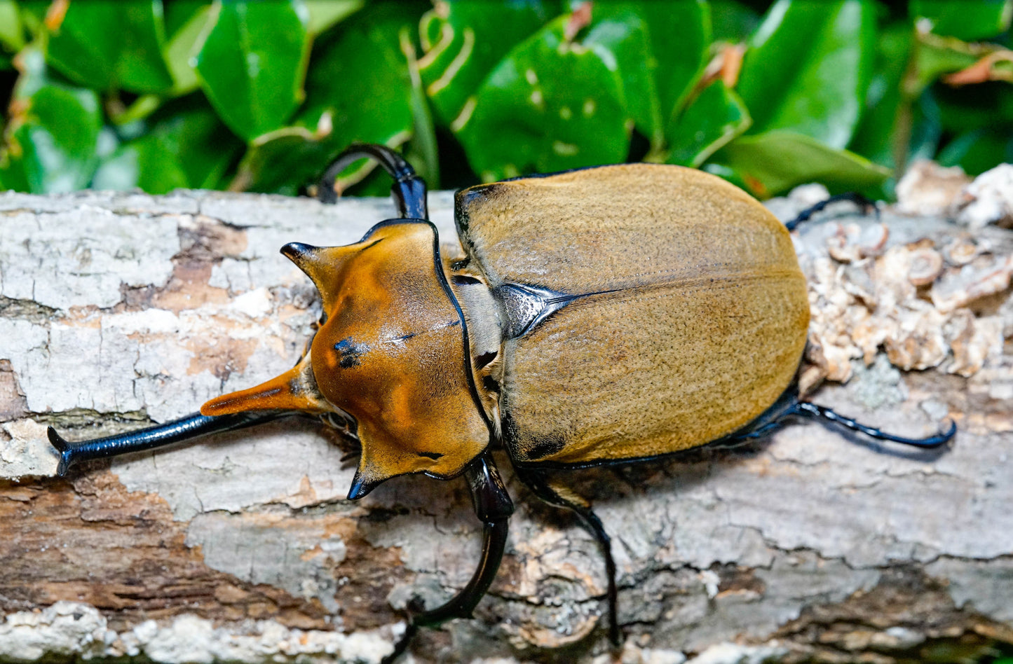 LARVAE: Elephant beetle (Megasoma elephas)