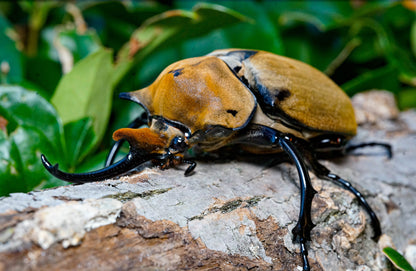 LARVAE: Elephant beetle (Megasoma elephas)