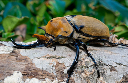 ADULTS: Elephant beetle  (Megasoma elephas)