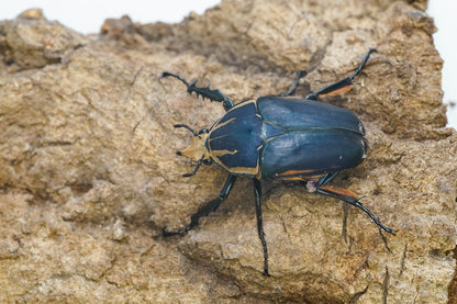 ADULTS: "Blue' Giant Flower Beetle (Mecynorrhina torquata ugandensis)