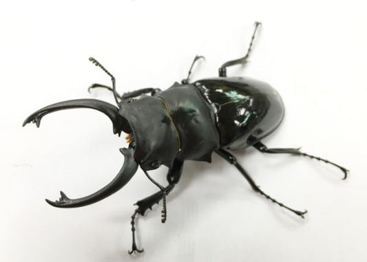 LARVAE: Siva stag beetle (Odontolabis siva parryi)