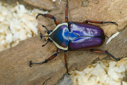 LARVAE: Purple Derby's flower beetle (Dicronorhina derbyana)