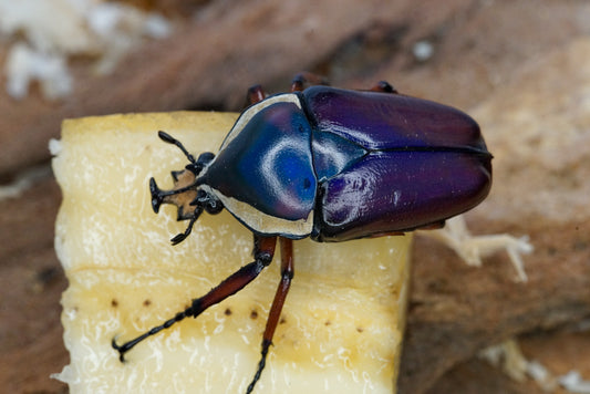 *PREORDER* LARVAE: Purple Derby's flower beetle (Dicronorhina derbyana)