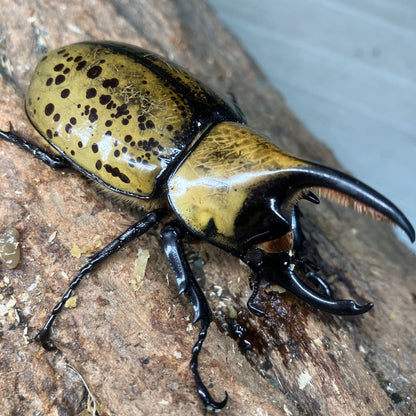 LARVAE: Hyllus Hercules beetle (Dynastes hyllus)