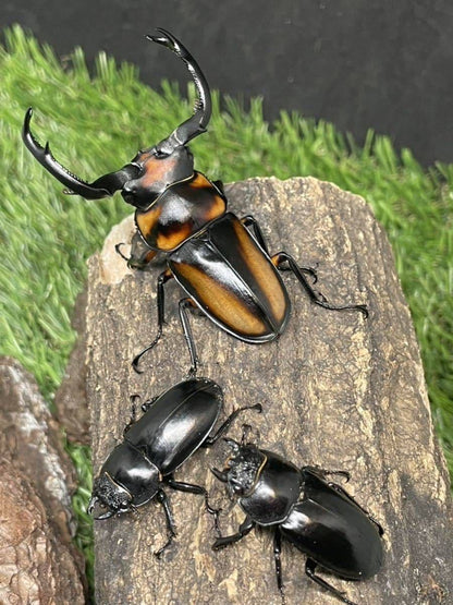 LARVAE:  Speciosus stag beetle  (Rhaetulus crenatus speciosus)