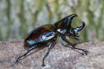 LARVAE: Pachycera Rhino Beetle (Xylotrupes pachycera)