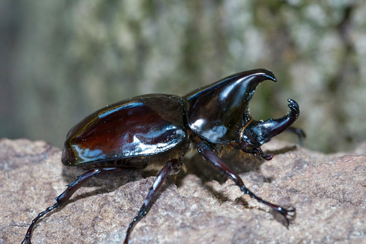 ADULTS: Pachycera Rhino Beetle (Xylotrupes pachycera)