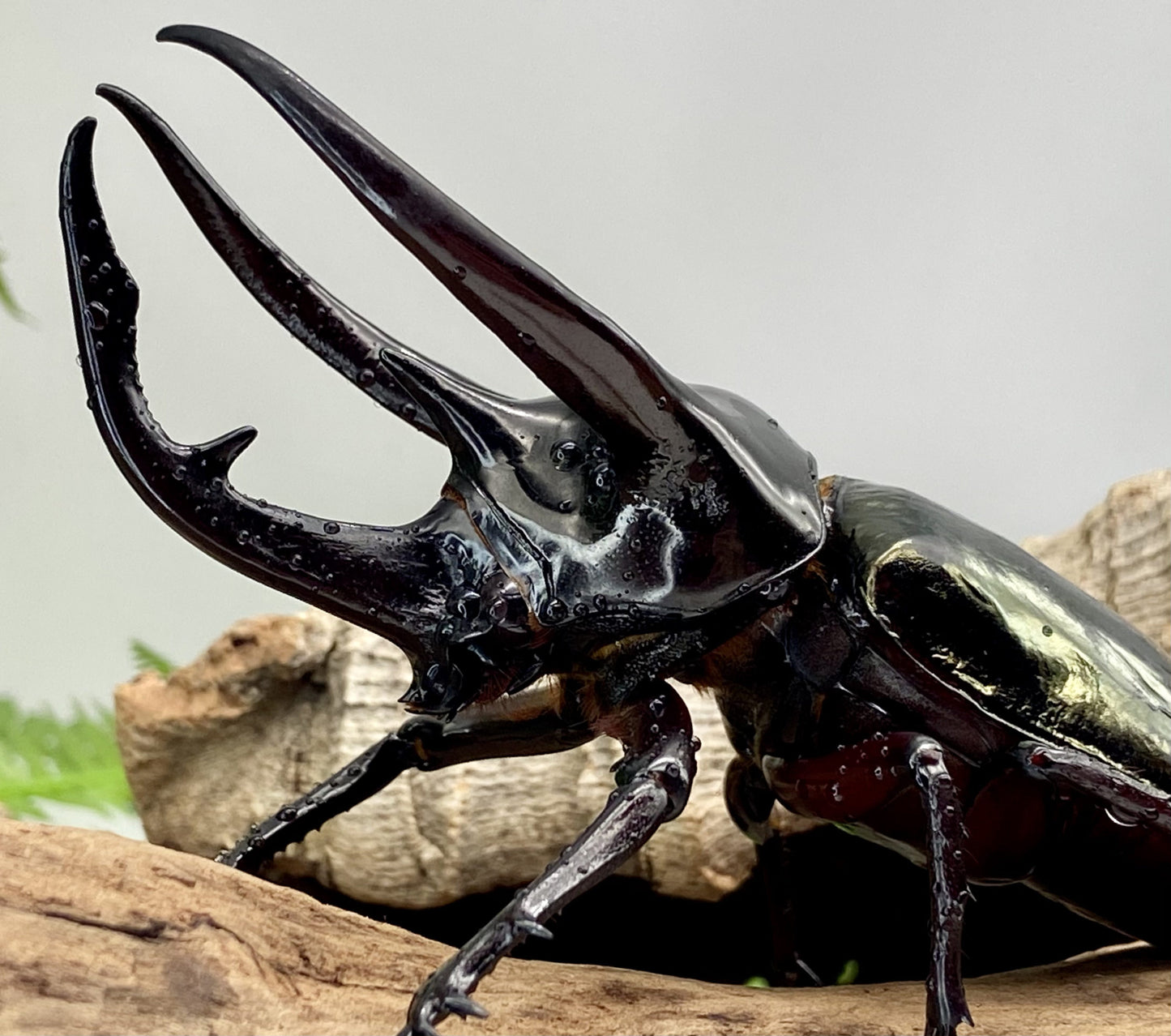 LARVAE: Three-horned beetle (Chalcosoma chiron)