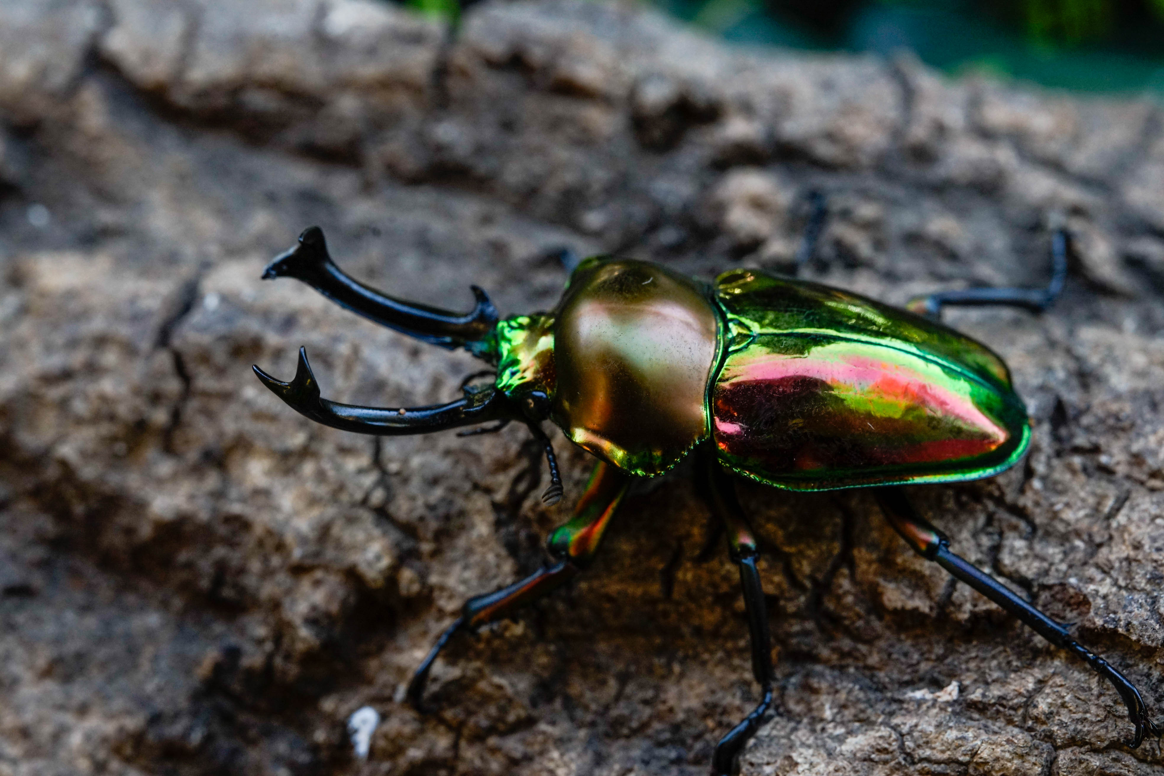 Rainbow stag beetle (Phalacrognathus muelleri) for sale – David's Beetles