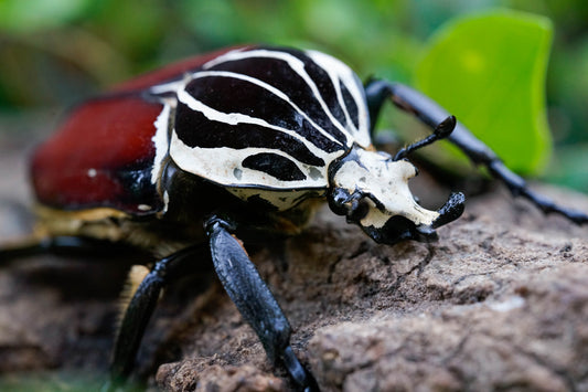 LARVAE: Goliath beetle (Goliathus goliatus)