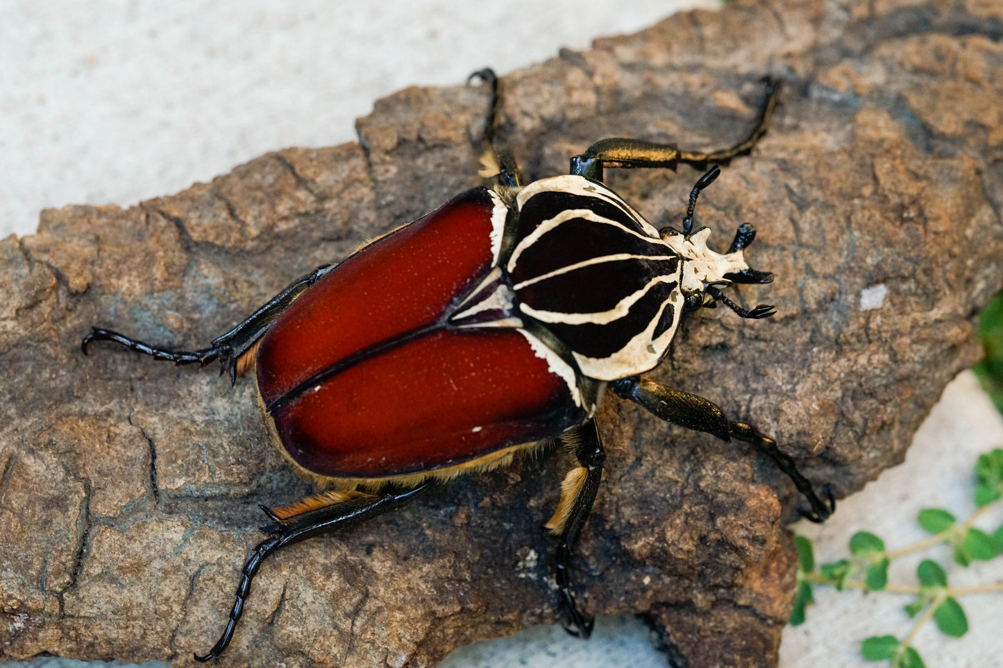 LARVAE: Goliath beetle (Goliathus goliatus)