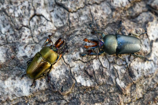 ADULTS: Jewel stag beetle  (Lamprima adolphinae)