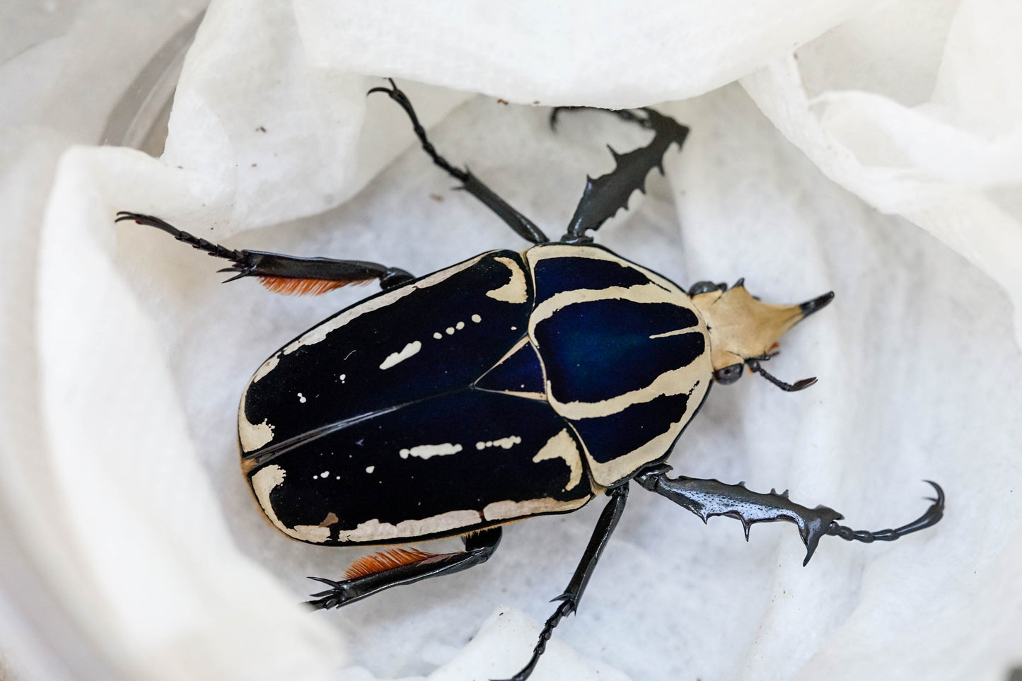 LARVAE: "Blue' Giant Flower Beetle (Mecynorrhina torquata ugandensis)