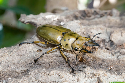 ADULTS: Golden stag beetle  (Allotopus moellenkampi babai)