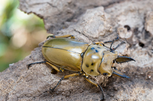 ADULTS: Golden stag beetle  (Allotopus moellenkampi babai)