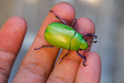 LARVAE: Beyeri jewel beetle  (Chrysina beyeri)