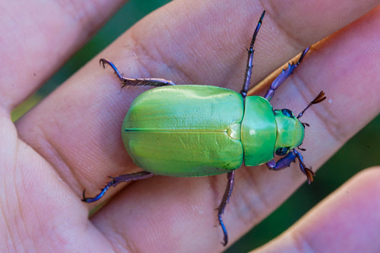 LARVAE: Beyeri jewel beetle  (Chrysina beyeri)